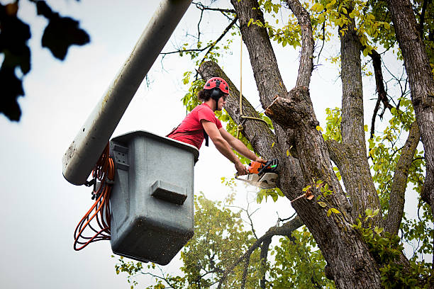 Best Utility Line Clearance  in Chadron, NE